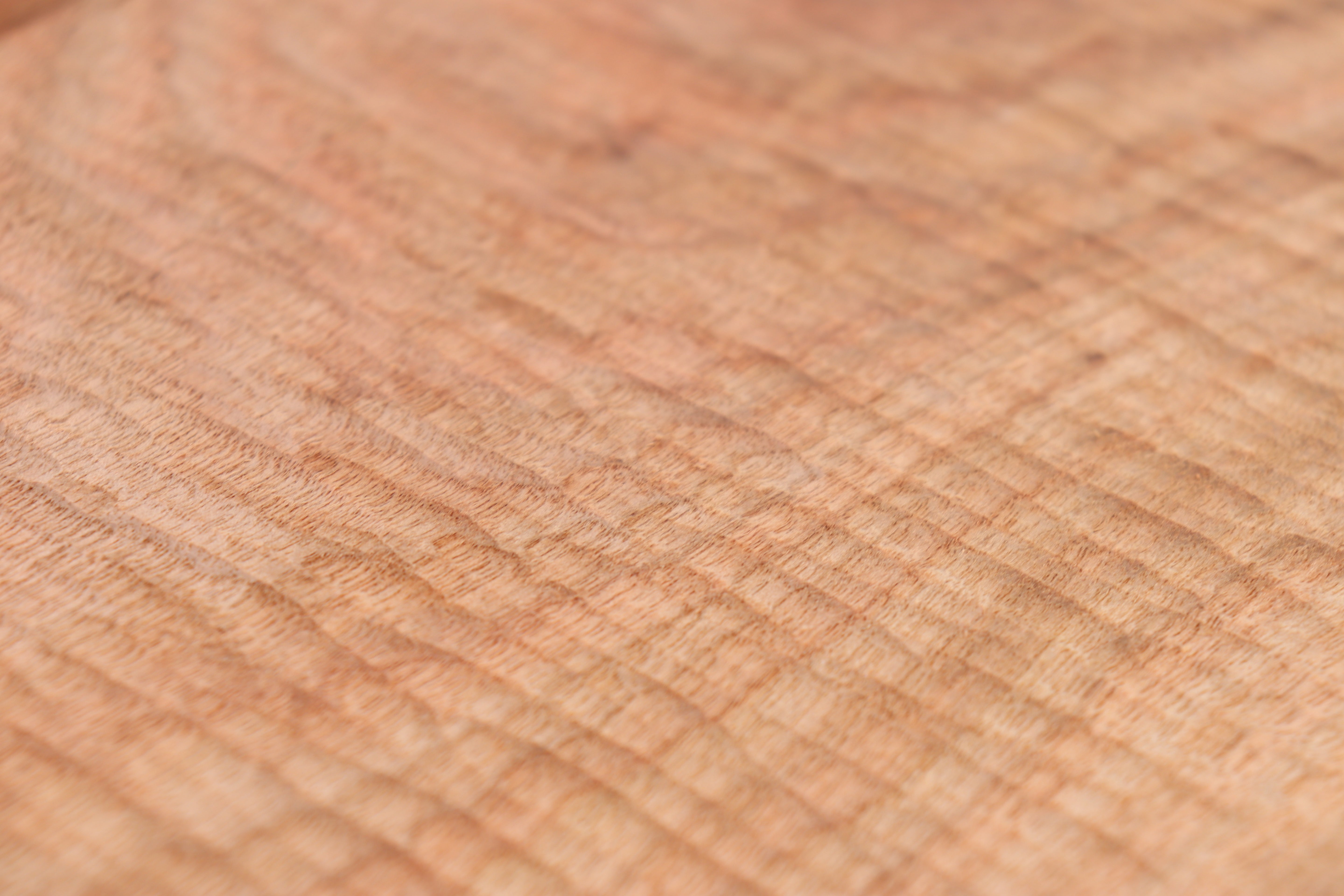 【田代裕基】盆 楠 (小)