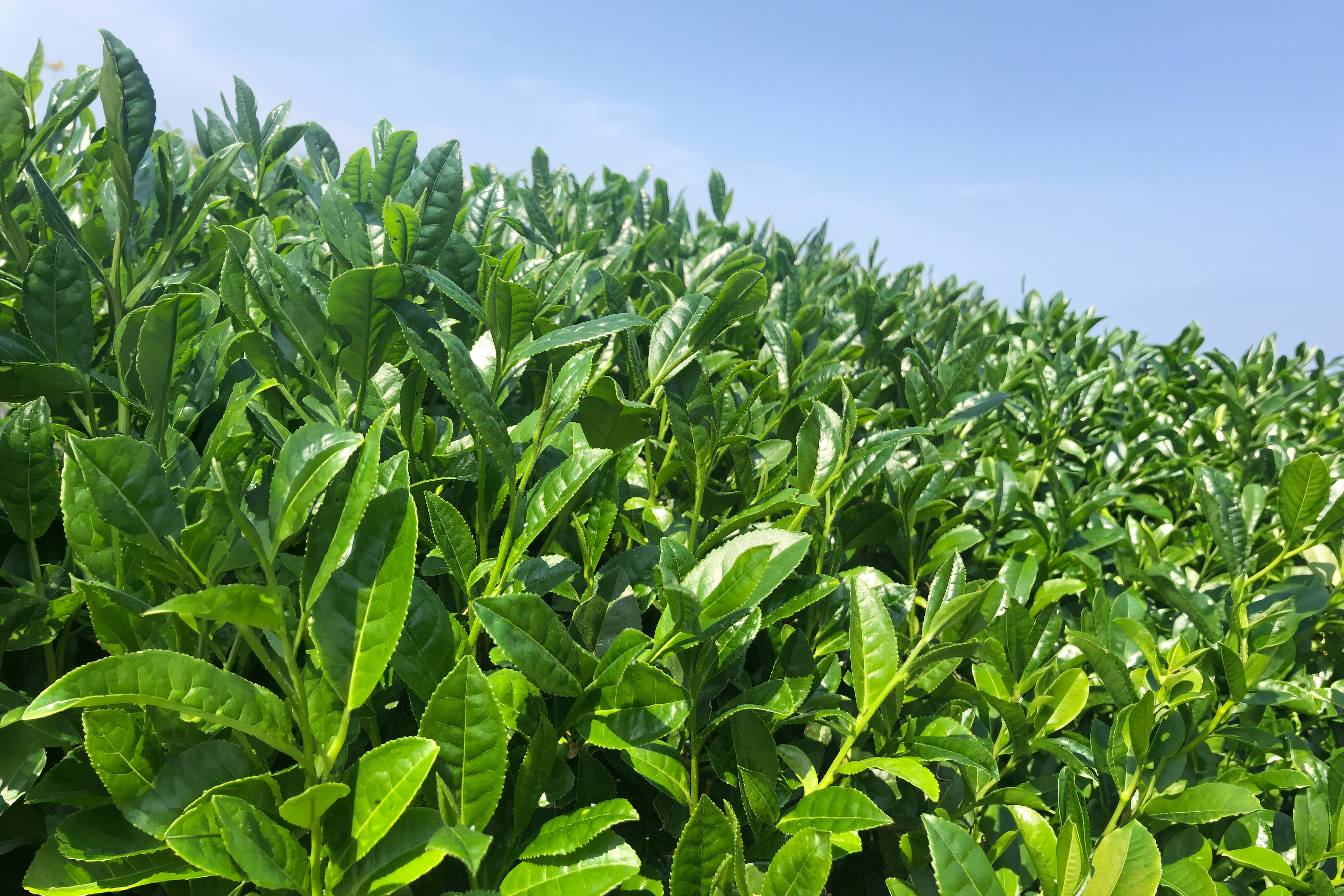 京都・和束町の新茶の茶畑