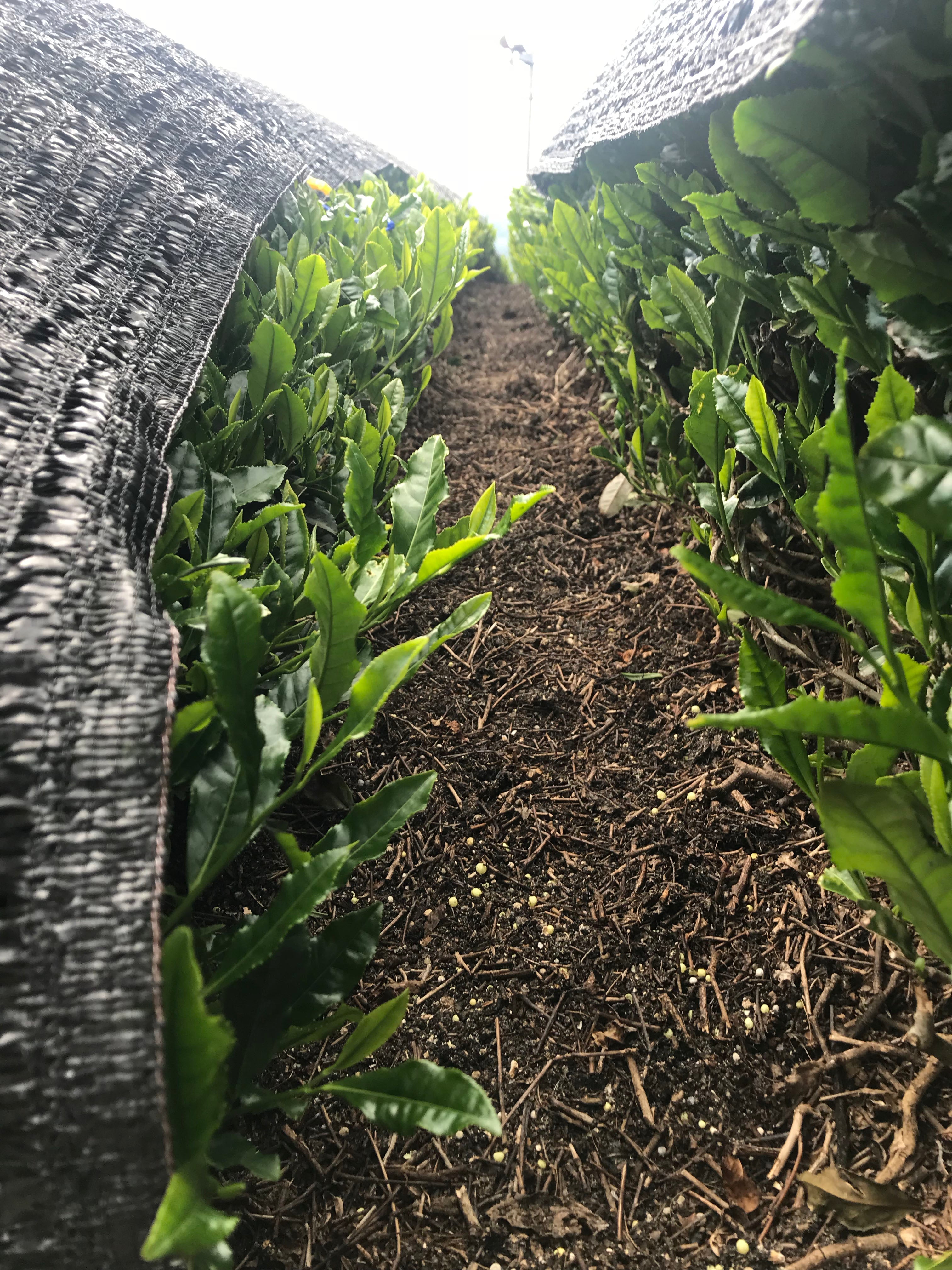 【Japanese Green Tea】UJIHIKARI (Gyokuro / Kyoto)