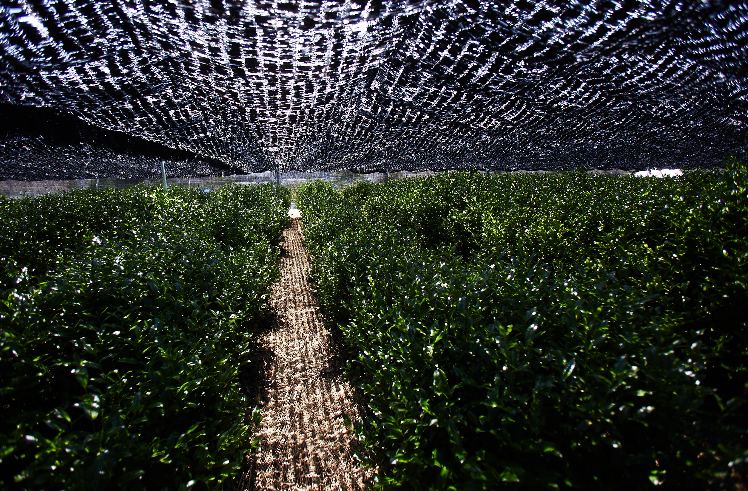 【Uji Matcha】Matcha#1 (original blend) - YUGEN